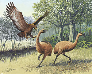 300px-Giant_Haasts_eagle_attacking_New_Zealand_moa